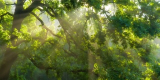 森林里美丽的夏日早晨。阳光穿过那棵壮丽的绿树的枝叶。神奇的夏天森林