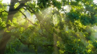 森林里美丽的夏日早晨。阳光穿过那棵壮丽的绿树的枝叶。神奇的夏天森林视频素材模板下载