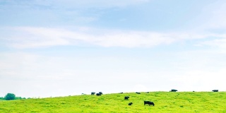肯塔基州农场的奶牛