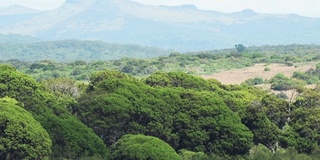 非洲山地森林风景，阿伯代尔国家公园，肯尼亚