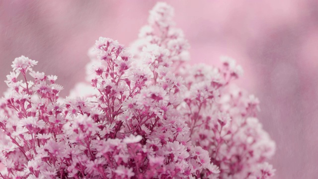 粉彩花突出清晰的花瓣在模糊美丽的背景