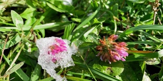 间隔拍摄。第一场雪融化在一朵紫色的花上。融化的雪。微距延时拍摄闪亮融化的雪粒子。雪融化露出绿草。