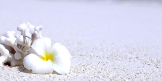结婚戒指在珊瑚装饰的白色鸡蛋花花沙滩靠近绿松石海