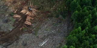 从上到下无人机拍摄在伐木中被砍伐的树木