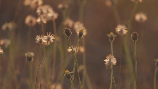 SLO莫小雏菊花草在风中摇向夕阳的背景视频素材模板下载