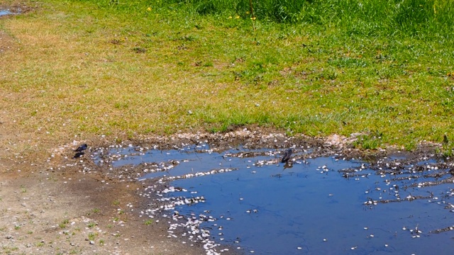 燕子飞着喝着水坑里的水