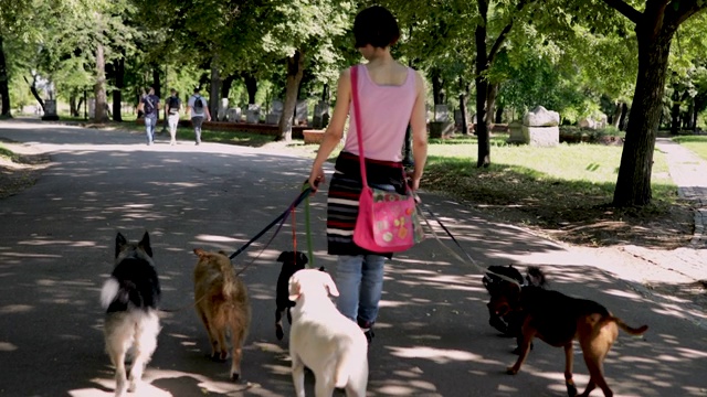 一名妇女带着一群被收养的狗在公园里玩旱冰鞋