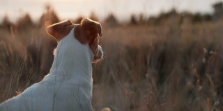 狗品种杰克罗素梗看着山间草地上橙色的夕阳，看到一只鸟就追上去。宠物散步。美丽的大自然在山上