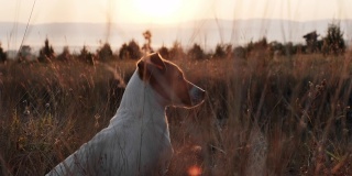 狗品种杰克罗素梗看着山间草地上橙色的夕阳，看到一只鸟就追上去。宠物散步。美丽的大自然在山上