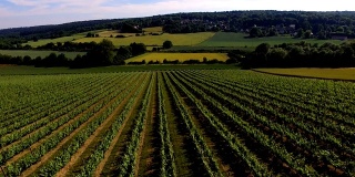 鸟瞰图在法国葡萄园的香槟。我们可以看到远处的葡萄园里种植着香槟酒。