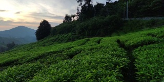 马来西亚卡梅隆高地的茶园。清晨日出。