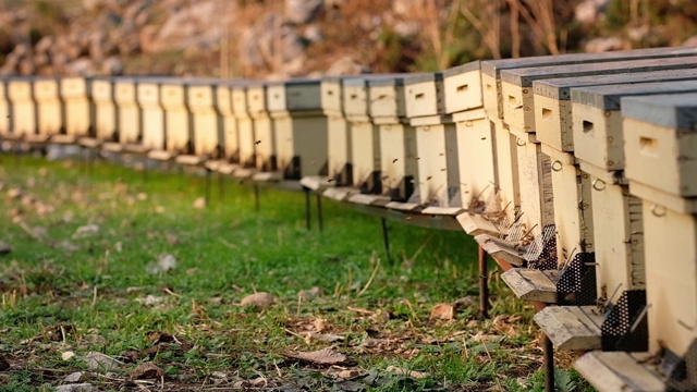 在土耳其，蜜蜂绕着蜂箱飞行的慢镜头