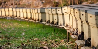 在土耳其，蜜蜂绕着蜂箱飞行的慢镜头