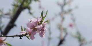 桃花树在春天的4K视频