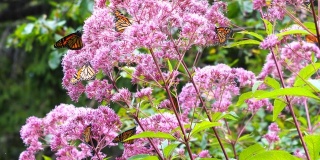 黑脉金斑蝶在乔尔派伊杂草花周围飞舞