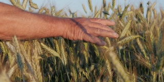 特写的老农民的手触摸高黑麦作物的耳朵在田野日落