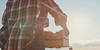 SLO MO Farmer带着装满生菜的板条箱穿过田野
