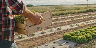 SLO MO Farmer带着装满生菜的板条箱穿过田野