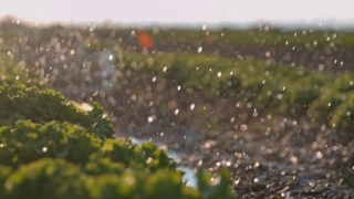 超级慢莫灌溉生菜生长在土地上视频素材模板下载
