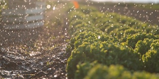 雨点落在长在地里的莴苣上