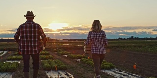 在日落时分，穿着格子衬衫的男人和女人在田里与新鲜的蔬菜一起工作
