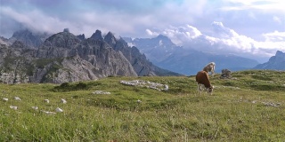 奶牛和特雷西米山或Drei Zinnen的观点