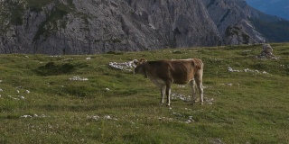 奶牛和特雷西米山或Drei Zinnen的观点