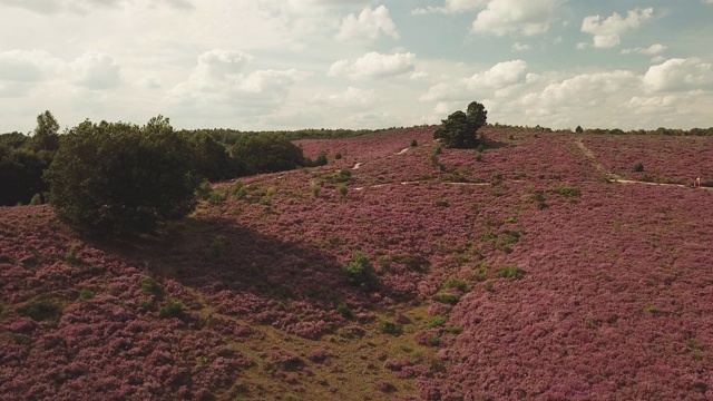 荷兰波斯银行国家公园里的紫色石南