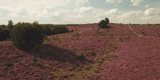 荷兰波斯银行国家公园里的紫色石南