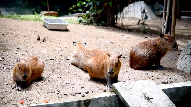 世界上体型最大的啮齿动物Capybara或Carpincho是非洲的一种啮齿动物。舒服的休息