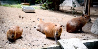 世界上体型最大的啮齿动物Capybara或Carpincho是非洲的一种啮齿动物。舒服的休息