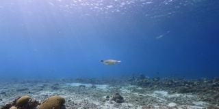 绿海龟在加勒比海/库拉索岛的珊瑚礁浅水中游泳，可以看到水面和阳光