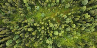 在夏天从空中俯瞰森林。无人机拍摄飞越树顶，自然背景