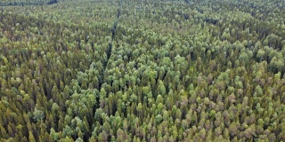 在森林上空飞行，小木屋，在夏天鸟瞰森林。无人机拍摄飞越树顶，自然背景