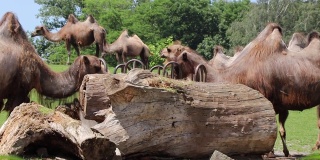 双峰驼(Camelus bactrianus)也被称为双峰驼，以专门为它们设计的营养丰富的草为食。一群骆驼在一起吃午饭，晒着太阳
