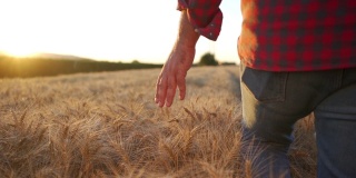 农民在田间行走时，手摸金黄色的麦穗