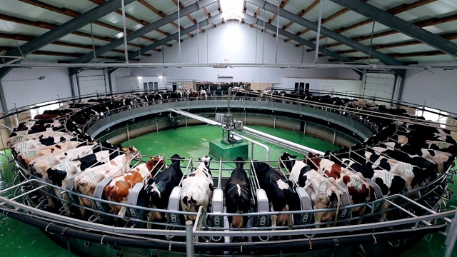 现代奶牛场采用自动工业旋转挤奶系统挤奶