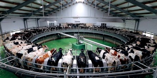 现代奶牛场采用自动工业旋转挤奶系统挤奶