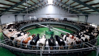 现代奶牛场采用自动工业旋转挤奶系统挤奶视频素材模板下载