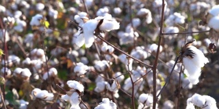 棉花植物高清视频