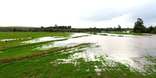大雨过后，水鸟成群结队地飞向被淹没的农田