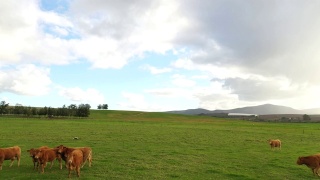 在草地上吃草的牛视频素材模板下载