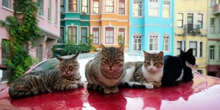 伊斯坦布尔古城巴拉特的流浪猫，背景是五颜六色的房子