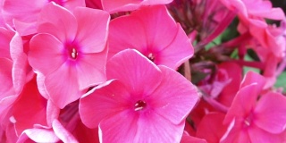 粉红色的夹竹桃花近距离盛开的花园