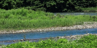 Crearwater河在风景秀丽的日本森林，夏天