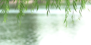 美丽的，绿色的垂柳树叶垂在河边