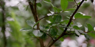 一棵美丽的绿色植物生长在美国郊区一户人家的前院。农村。