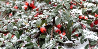 红色的野果挂在白雪覆盖的灌木上。