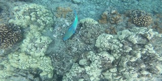 鹦鹉鱼和一大群黑鱼以及其他色彩斑斓的热带鱼游过珊瑚礁。热带珊瑚园的生活。夏威夷毛伊岛的蓝色海洋水下环境生活红海的水下世界。