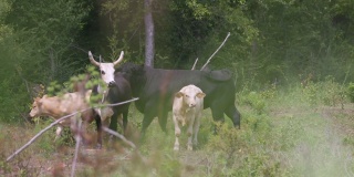 公牛和母牛在中西部农村的田野上行走。